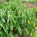 Uvularia grandiflora